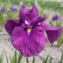 Iris japonés púrpura